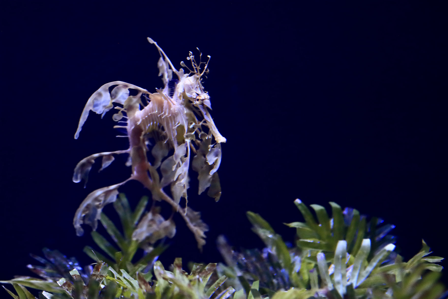 Sea Dragons